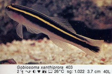 Gobiosoma xanthiprora